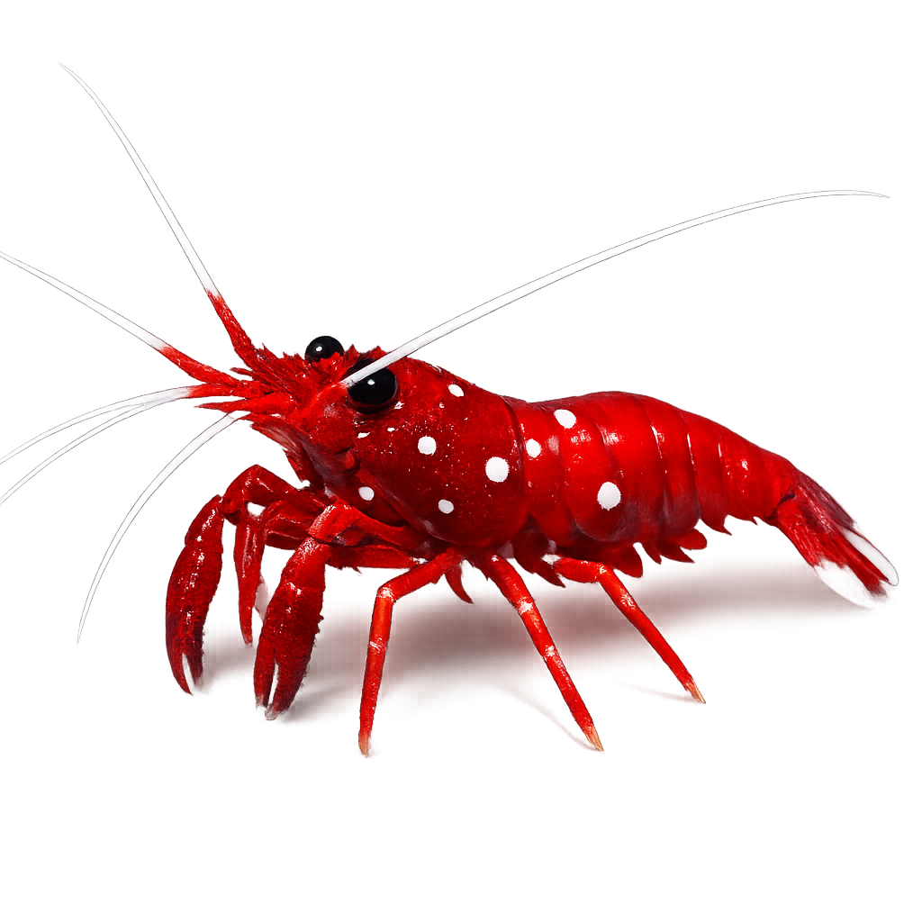 Blood red fire shrimp with white antennae