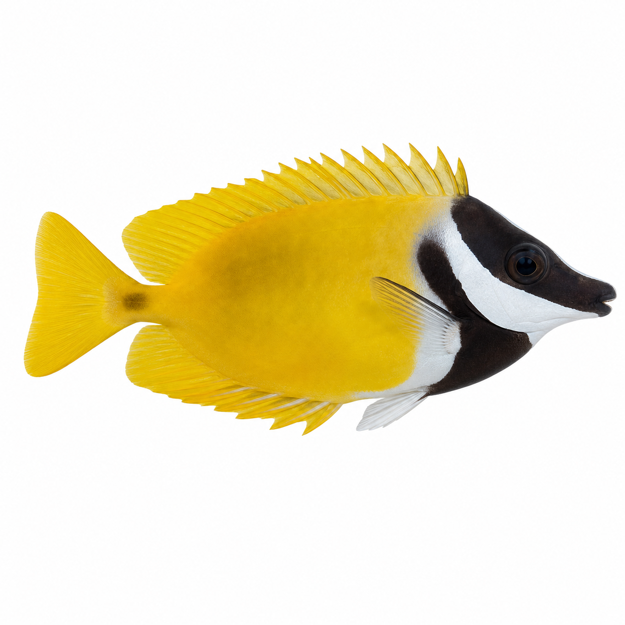 Foxface rabbitfish on a white background