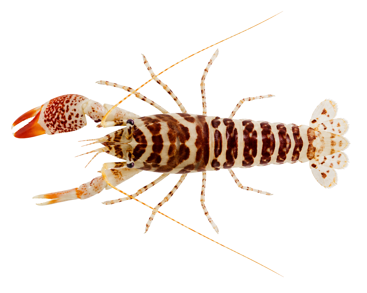 Tiger pistol shrimp with transparent background